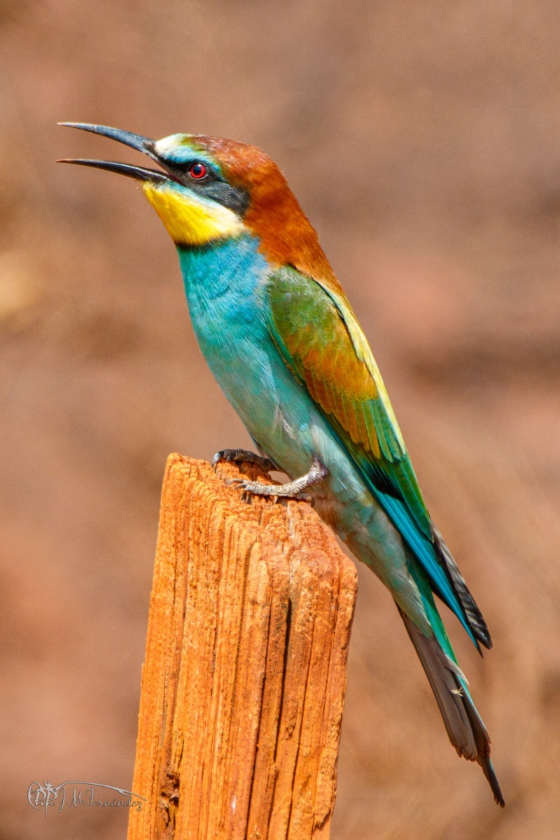 32910382137_4542d5fe8d_or