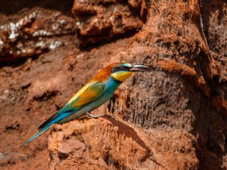Aves