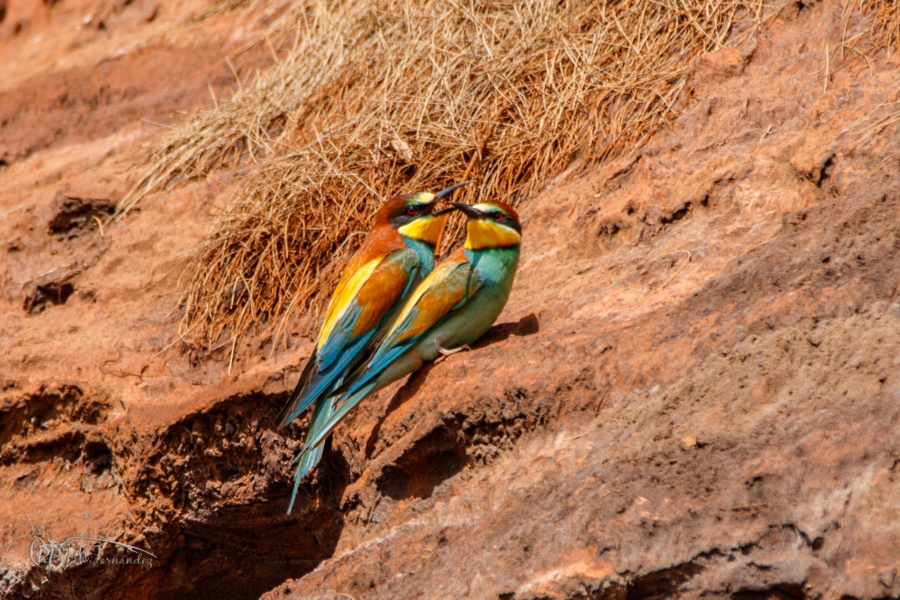 32910382297_c115fa0194_or