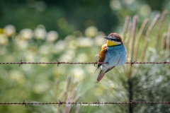 Abejaruco Europeo. Merops Apiaster.