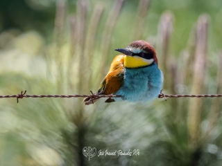 Abejaruco Europeo. Merops Apiaster