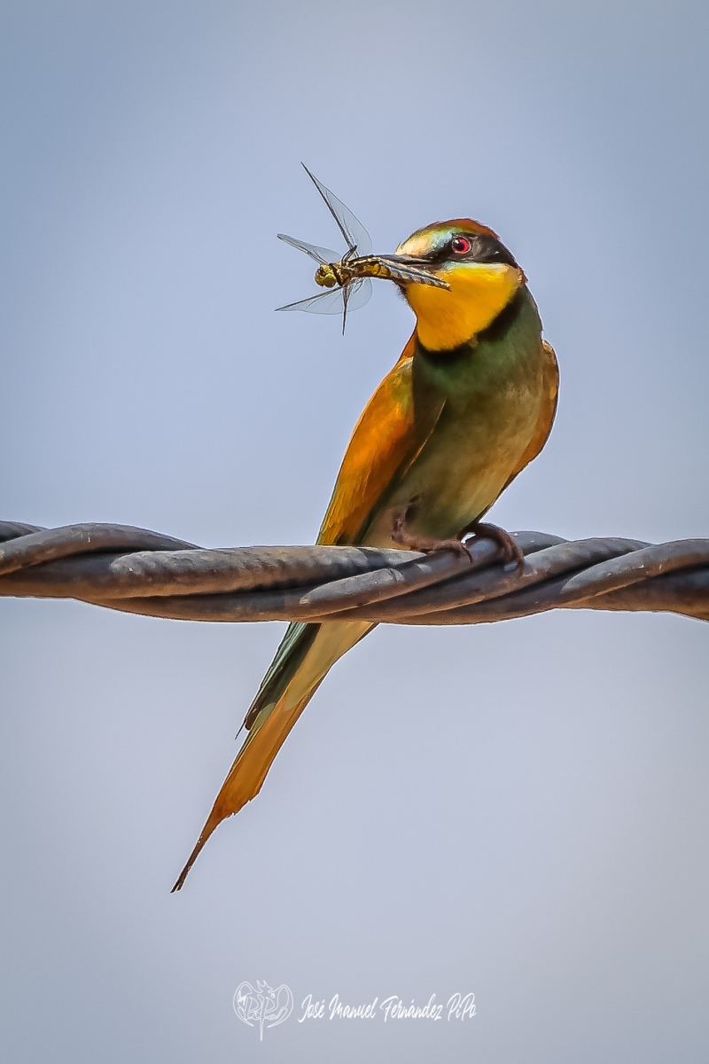 PiPo_365965-CR3_DxO_DeepPRIMErlr