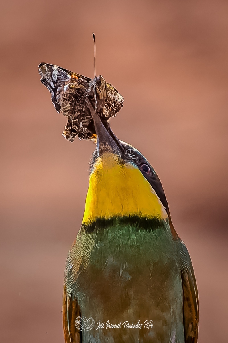 PiPo_366616-CR3_DxO_DeepPRIMErlr