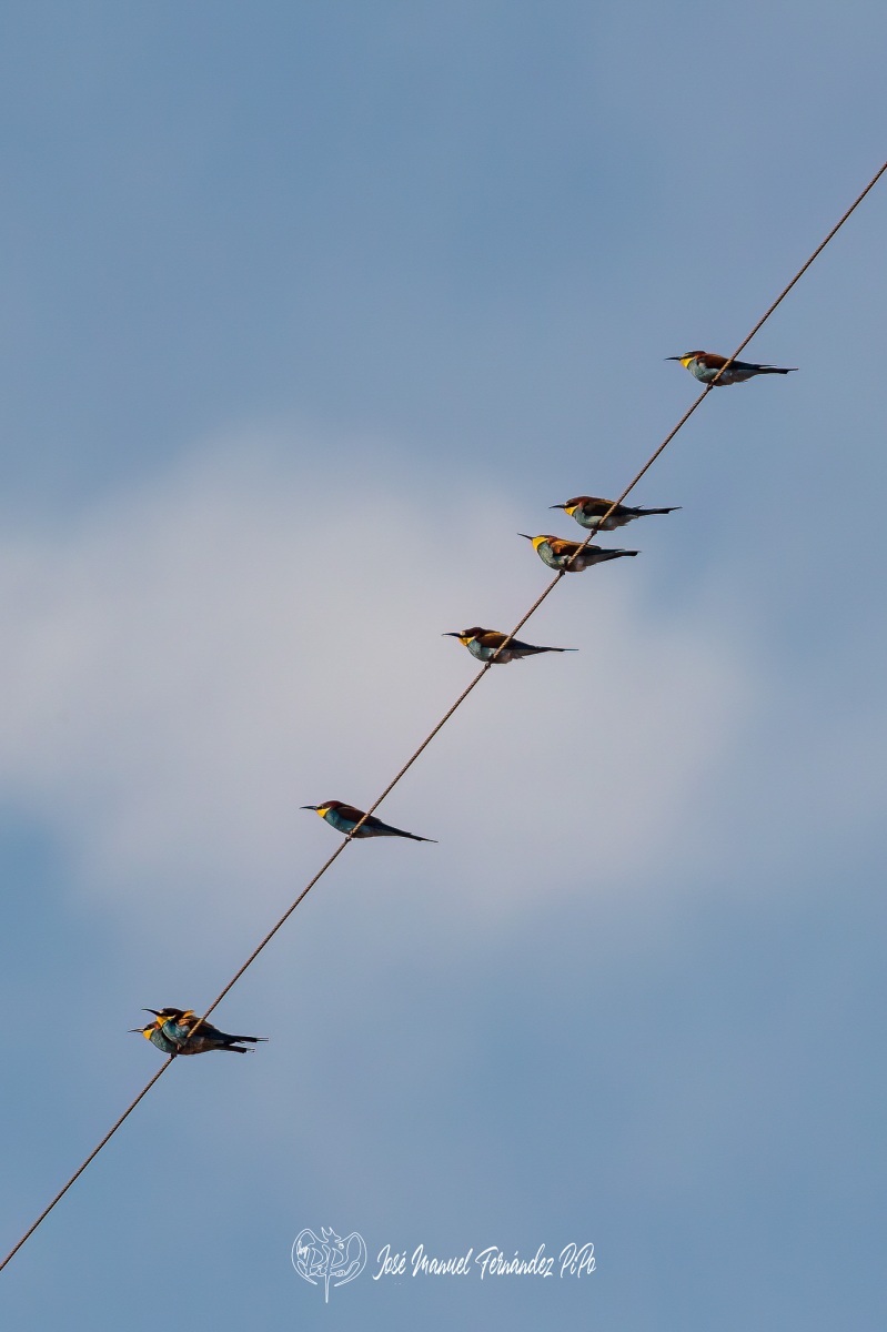 PiPo_512633-Editar-Editarrlr