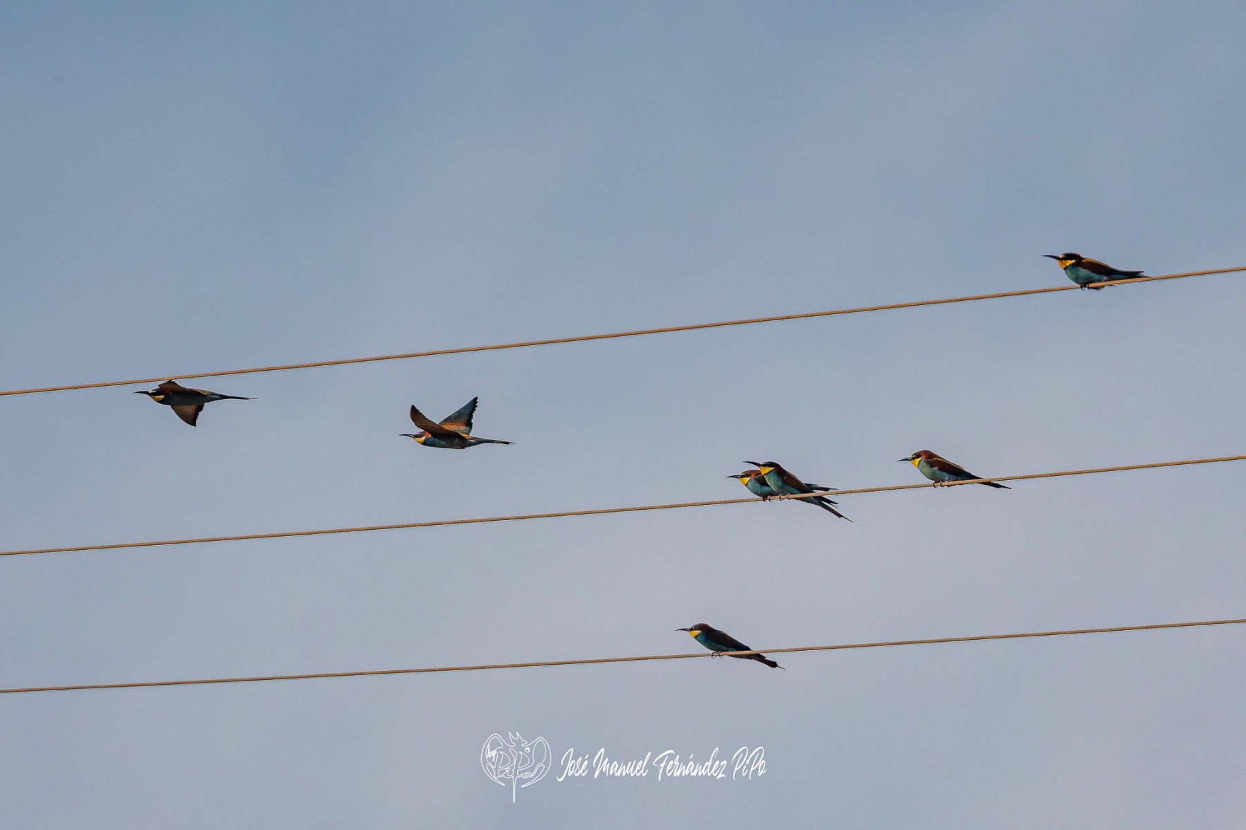 PiPo_512653-Editarrlr