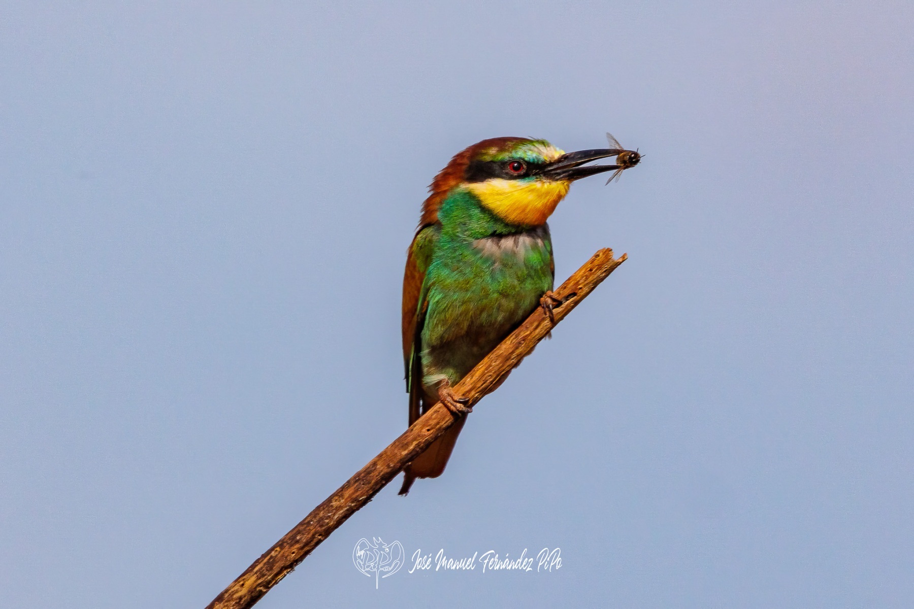 PiPo_605929-Erlr