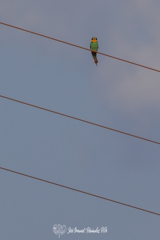 PiPo_658277-Erl