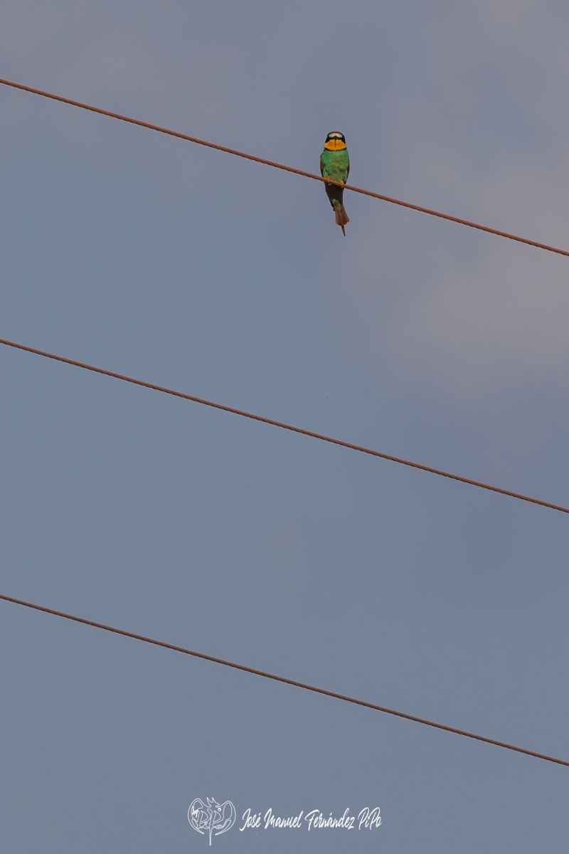 PiPo_658277-Erl