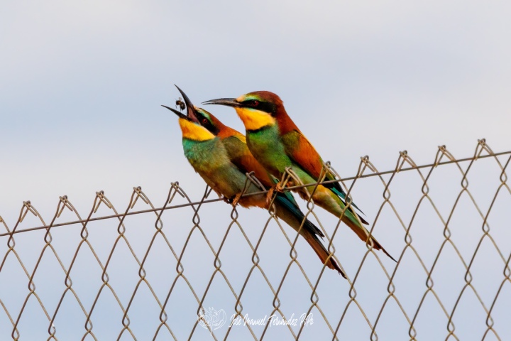 PiPo_669191-Erl
