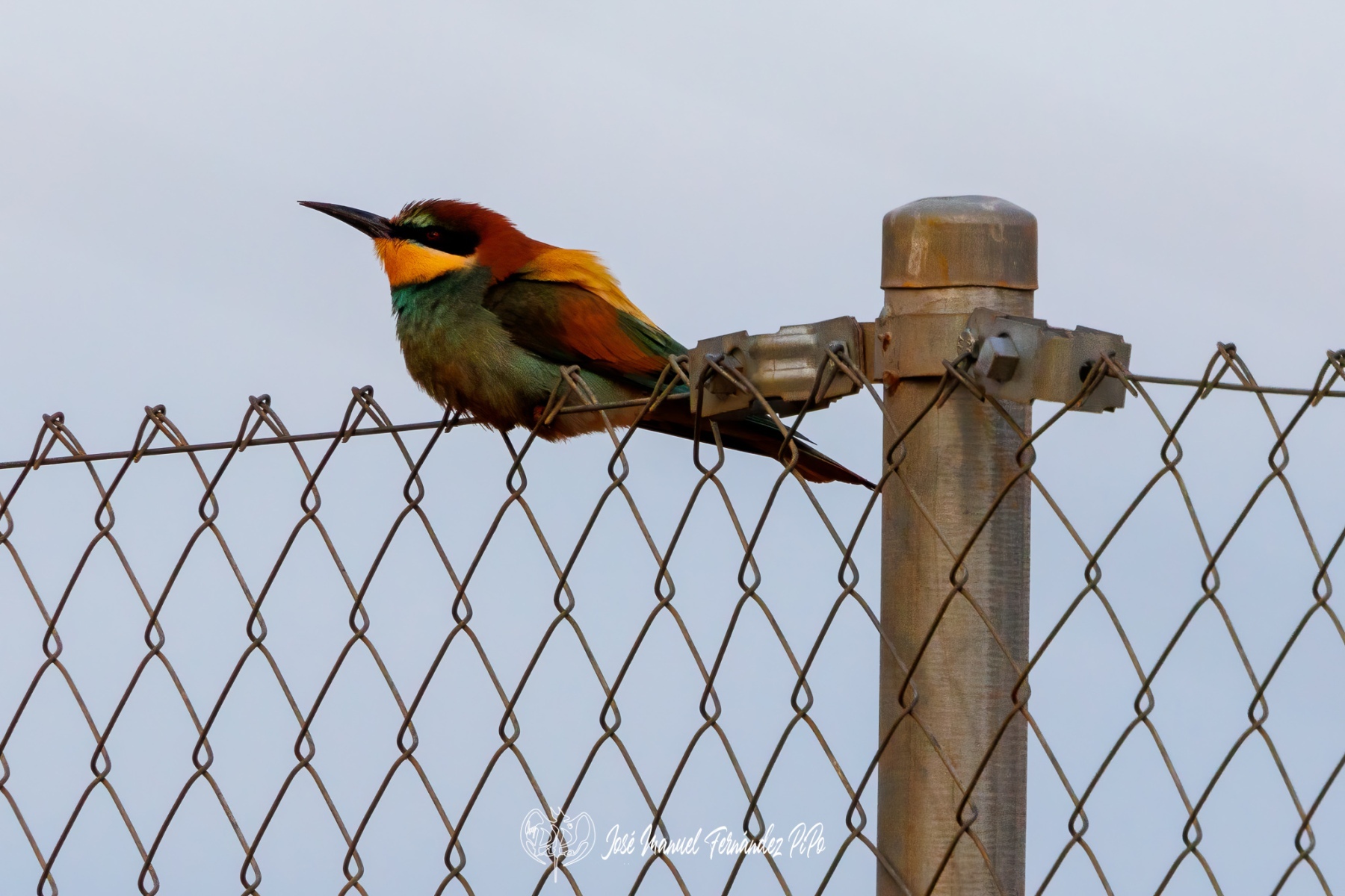 PiPo_670323-Erl