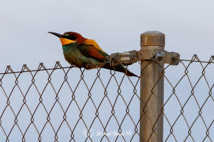 PiPo_670323-Erl