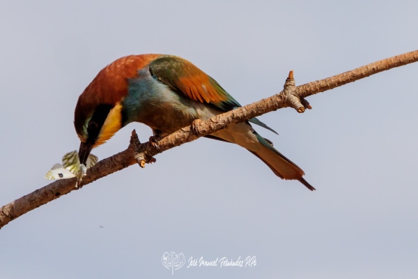 PiPo_674434-Erl