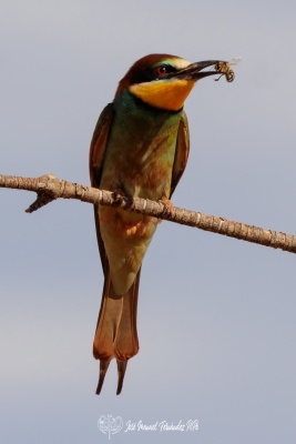 PiPo_675076-Erl