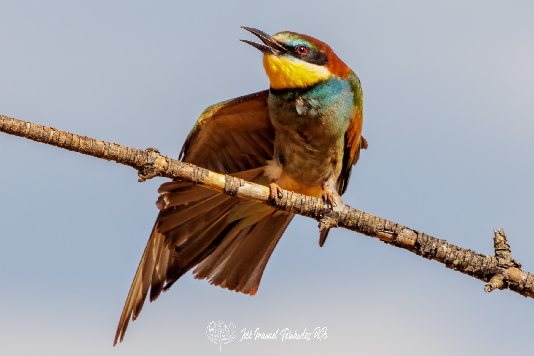 PiPo_675441-Erl
