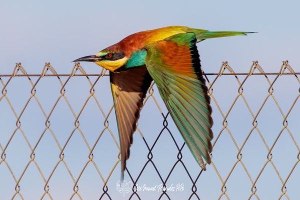 PiPo_676427-Erl