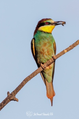PiPo_676760-Erl