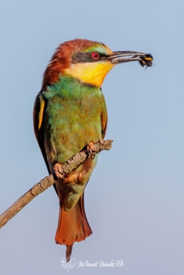 PiPo_677380-Erl