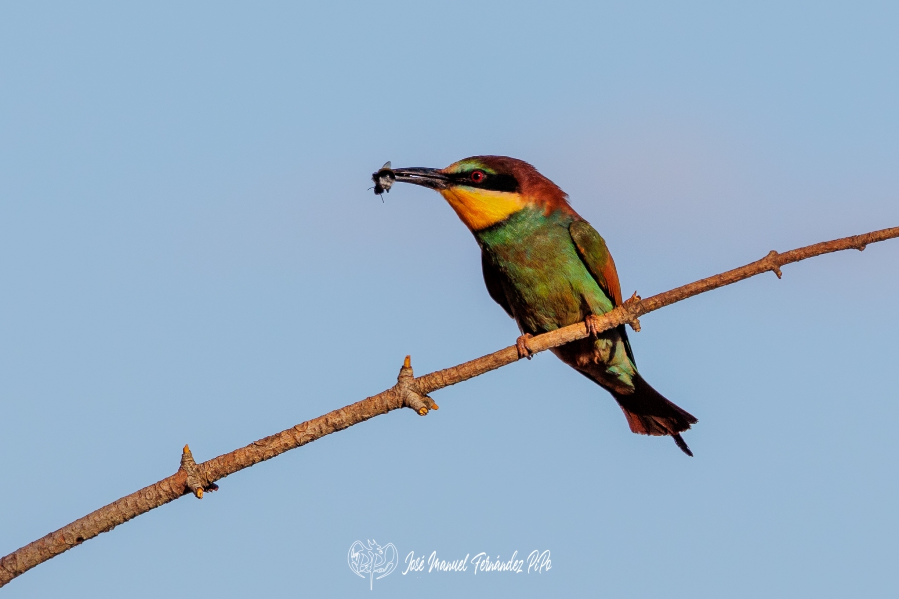 PiPo_677471-Erl