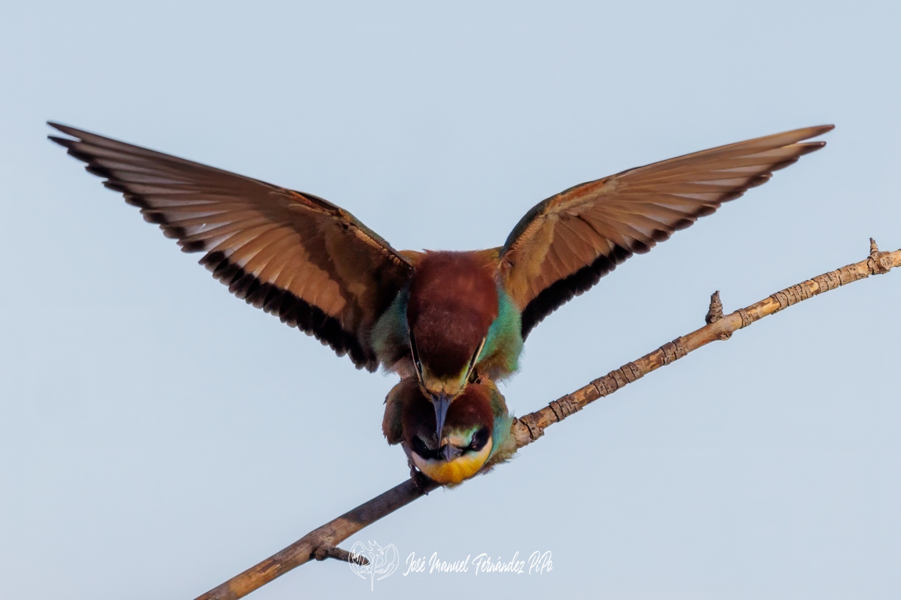 PiPo_677902-Erl