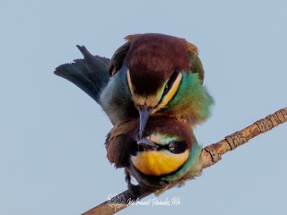Abejaruco Europeo. Merops Apiaster