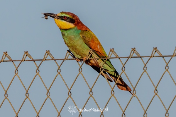 PiPo_678475-Erl