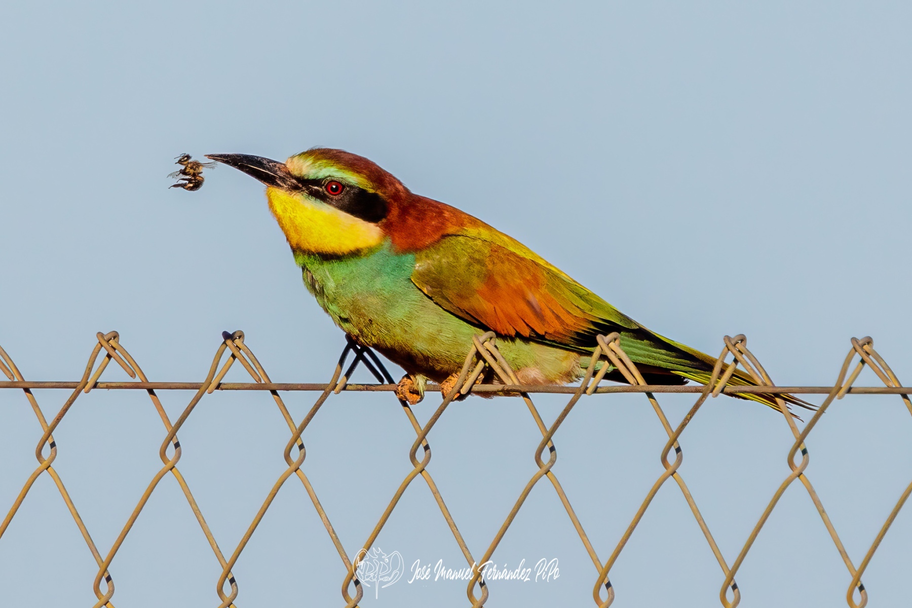 PiPo_678495-Erl