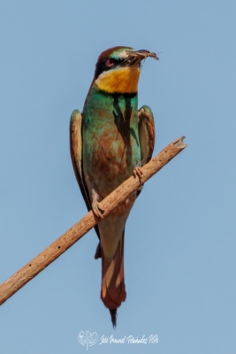 PiPo_679102-Erl