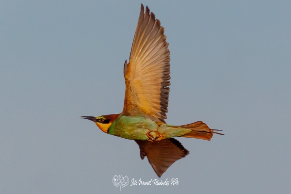 PiPo_681982-Erl