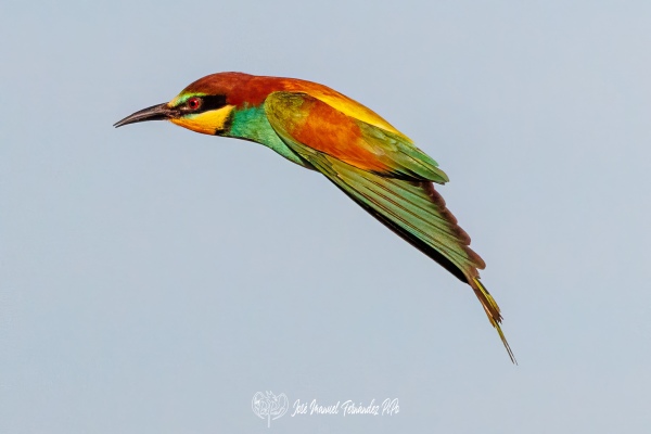 PiPo_682725-Erl