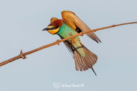 Abejaruco Europeo. Merops Apiaster.