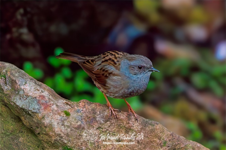 PiPo_739970-Mejorado-NR-Erl