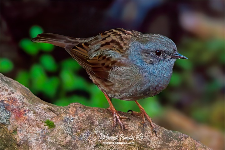 PiPo_739971-Mejorado-NR-Erl