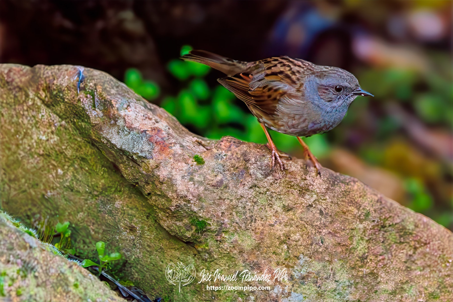 PiPo_739981-Mejorado-NR-Erl