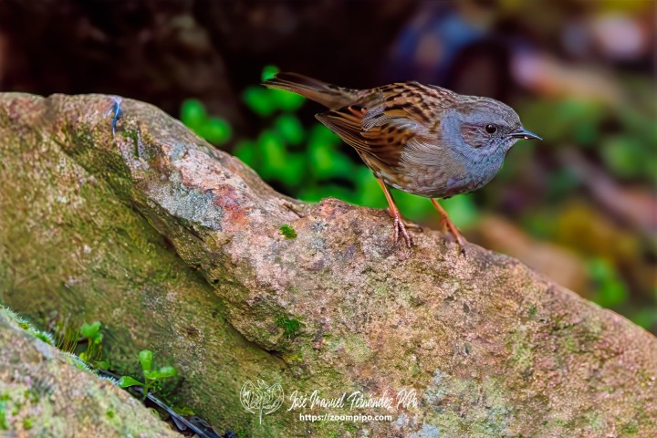 PiPo_739981-Mejorado-NR-Erl