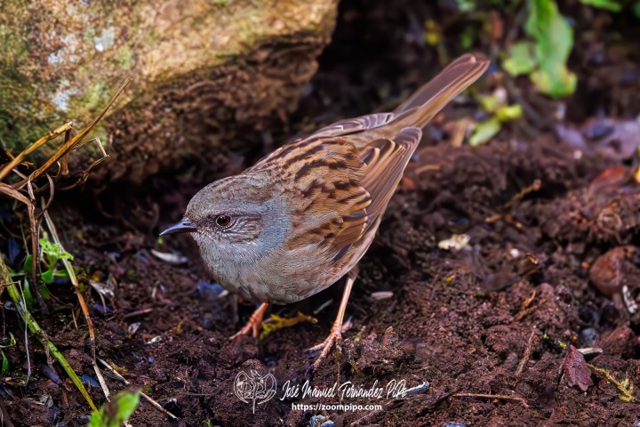 PiPo_742492-Mejorado-NR-Erl