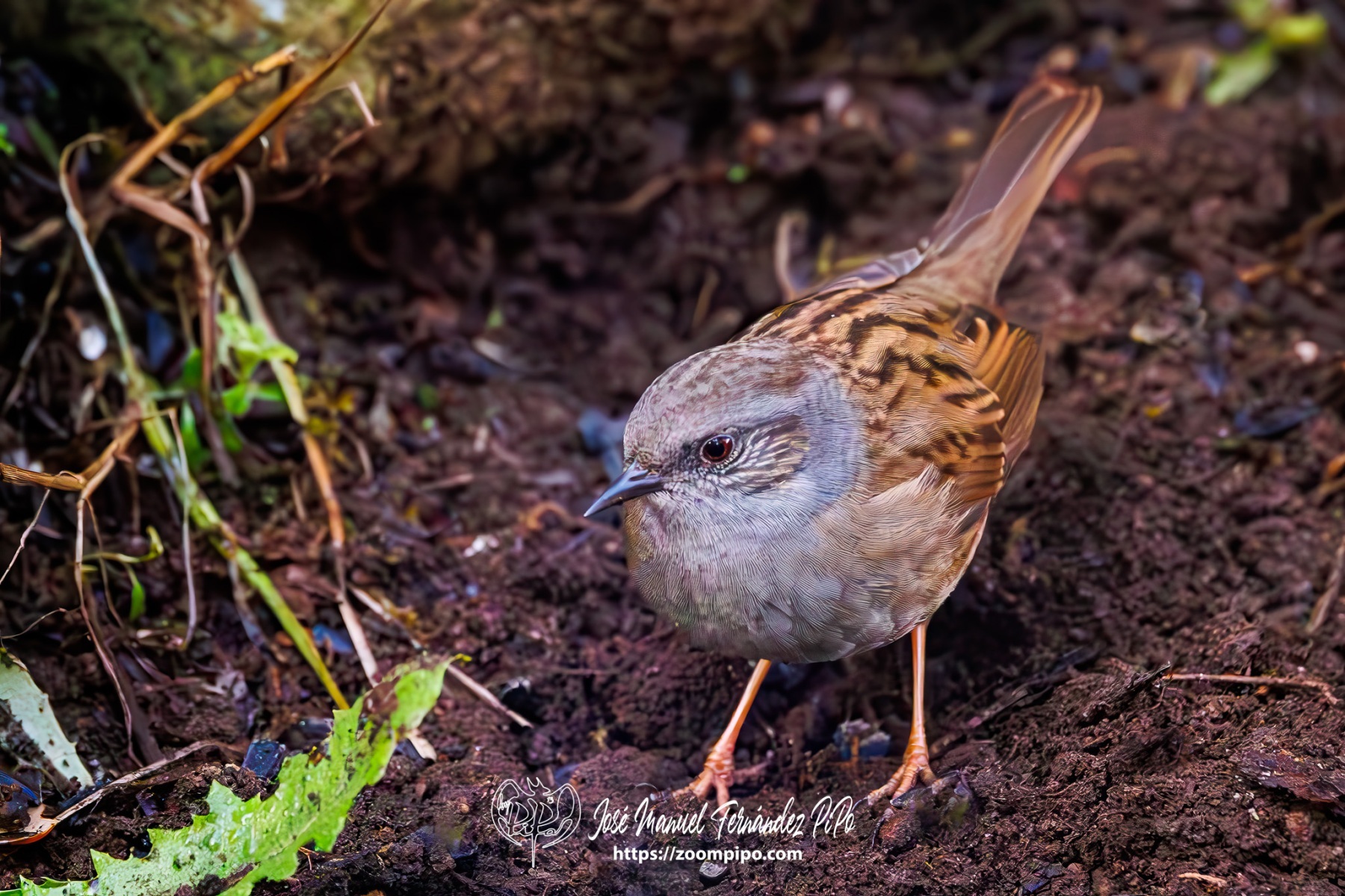 PiPo_742516-Mejorado-NR-Erl