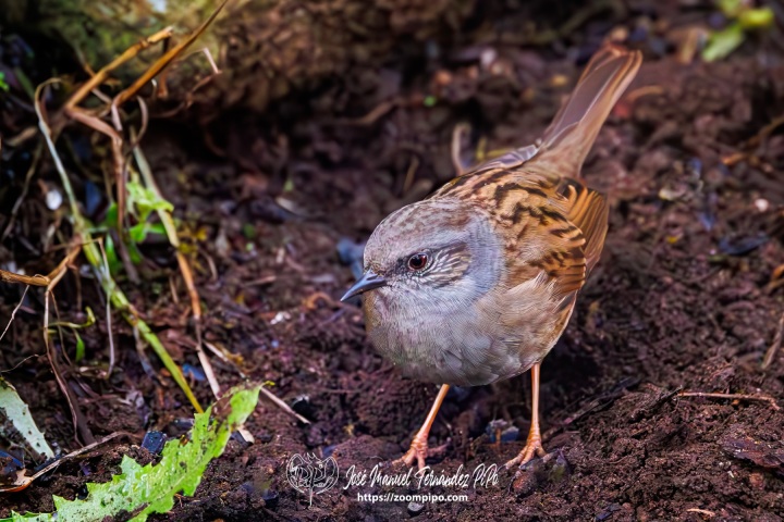PiPo_742516-Mejorado-NR-Erl