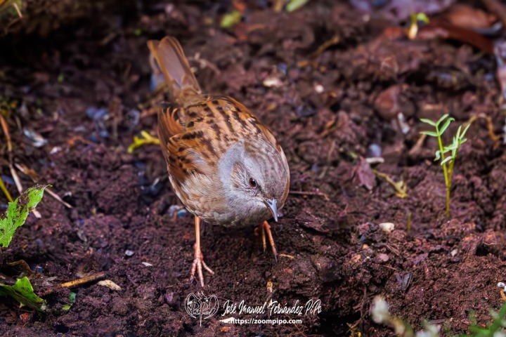PiPo_742533-Mejorado-NR-Erl