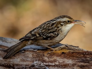 Agateador Europeo. Certhia Brachydactyla