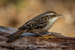 Agateador Europeo. Certhia Brachydactyla.