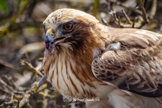 Aguila Calzada. Hieraaetus Pennatus.