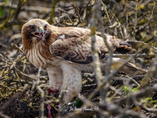 Aguila Calzada. Hieraaetus Pennatus
