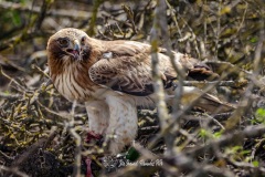 Águila Calzada. Hieraaetus Pennatus.