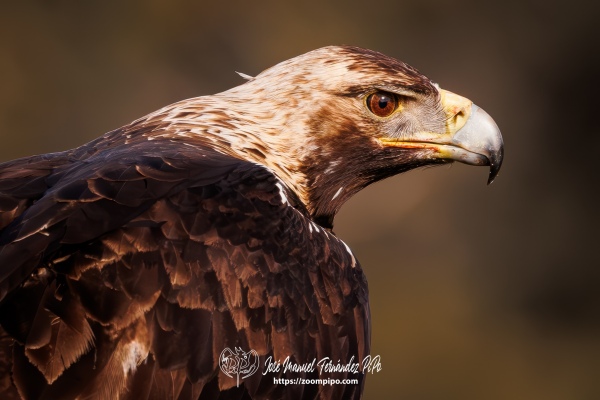 PiPo_755911-Mejorado-NR-Erl