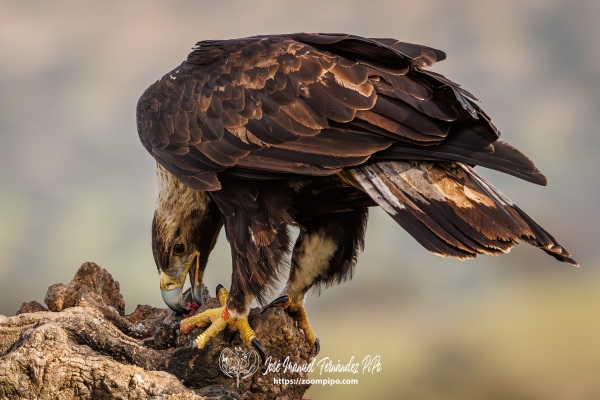 PiPo_756543-Mejorado-NR-Erl