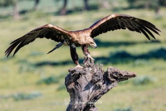 Aguila Imperial Oriental.​ Aquila Heliaca.