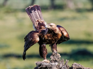 Aguila Imperial Oriental.​ Aquila Heliaca