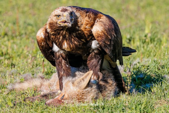 Aguila Imperial Oriental.​ Aquila Heliaca.