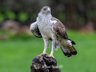 Aguila Perdicera. Aquila Fasciata