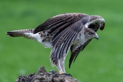 Águila Perdicera. Aquila Fasciata.